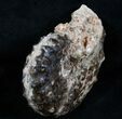 / Mammites Nodosoides Ammonite - Morocco #3952-1
